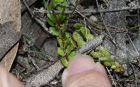 Lindsaea linearis image