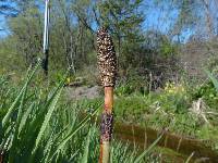 Equisetum telmateia subsp. braunii image