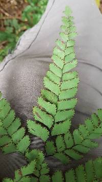 Adiantum cunninghamii image