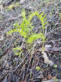 Polypodium californicum image