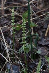 Equisetum pratense image