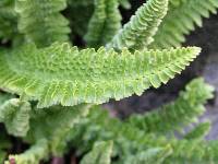 Polystichum lemmonii image