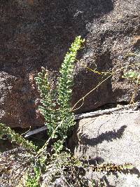 Cheilanthes contracta image