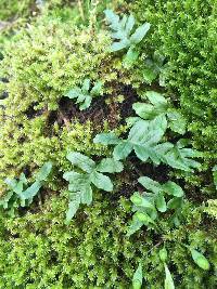 Polypodium glycyrrhiza image