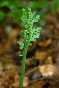 Botrychium matricariifolium image