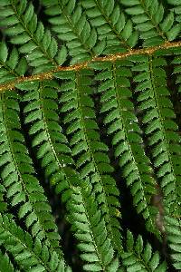 Polystichum aculeatum image