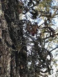 Pleopeltis michauxiana image