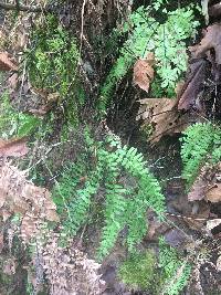 Adiantum aleuticum image