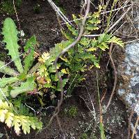 Asplenium appendiculatum image