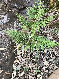 Pteridium esculentum image