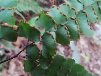 Adiantum flabellulatum image