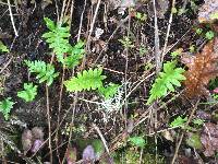 Polypodium glycyrrhiza image