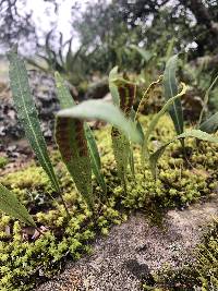 Pleopeltis macrocarpa image