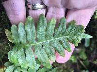 Polypodium californicum image