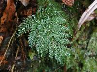 Leptopteris hymenophylloides image