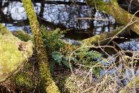 Polypodium vulgare image