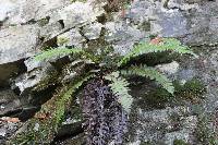 Polystichum aculeatum image