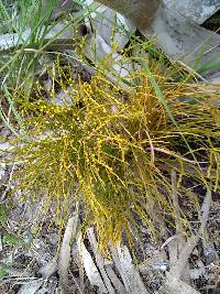 Psilotum nudum image