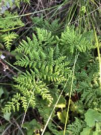 Cheilanthes multifida subsp. lacerata image