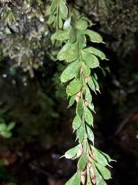 Tmesipteris tannensis image