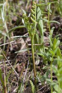 Botrychium matricariifolium image