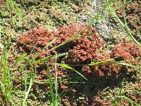 Azolla rubra image