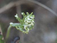 Pentagramma triangularis subsp. semipallida image