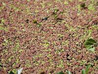 Azolla rubra image