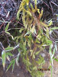 Lycopodium japonicum image