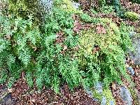 Polypodium glycyrrhiza image