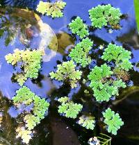 Azolla filiculoides image