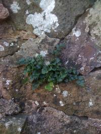 Asplenium ruta-muraria image