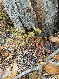 Adiantum aethiopicum image