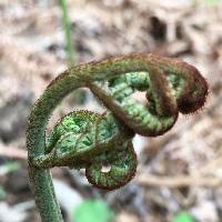 Pteridium latiusculum subsp. pubescens image