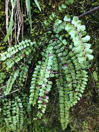 Asplenium trichomanes subsp. trichomanes image