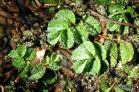 Salvinia biloba image