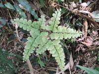 Adiantum flabellulatum image