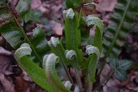 Asplenium scolopendrium image