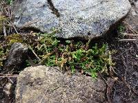 Selaginella denticulata image