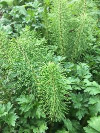 Equisetum telmateia image