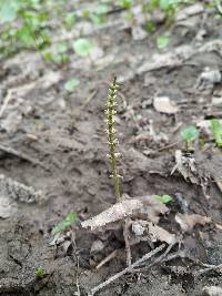 Equisetum pratense image