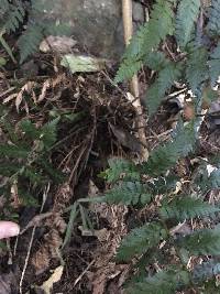 Polystichum oculatum image