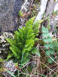 Asplenium hookerianum image