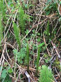 Equisetum telmateia image