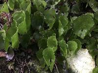 Hymenophyllum nephrophyllum image