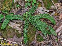 Lindsaea orbiculata image