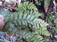 Adiantum cunninghamii image