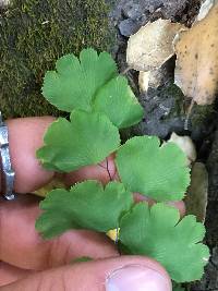 Adiantum jordanii image