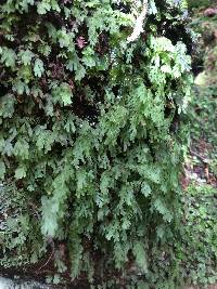 Hymenophyllum rarum image