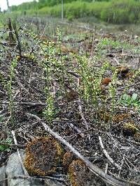 Equisetum pratense image